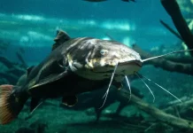 Ikan Lele “Superfood Lokal” Kaya Nutrisi Penting