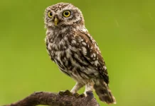 Burung Hantu, Hewan Nokturnal yang Unik dan Penuh Keistimewaan