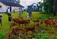 NgabubuRIDe”, Bersepeda di Akhir Ramadan Sambil Memberi Makan Rusa