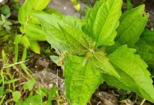 Inovasi Baterai Ramah Lingkungan dari Tumbuhan Lokal Daun Balakacida