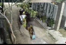 Aksi Pencuri Pisang di Rembang Terekam CCTV, Pelaku Diburu