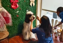 Jadi Berkah Momen Lebaran, Hotel Hewan di Semarang Penuh