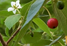 Buah Kersen atau Talok, Buah Lokal Kaya Manfaat