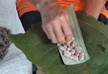 Tempe Benguk Khas Wonogiri, Bantul dan Kulon Progo