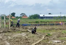 Manfaatkan 8,6 Hektare Lahan, Lapas Kendal Rintis Usaha Pertanian hingga Perikanan