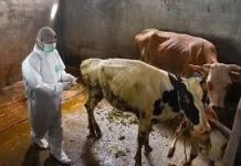 Tahun 2026, Kudus Targetkan 2.500 Ekor Sapi/Kerbau Divaksin PMK