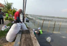 DKP Kendal Mulai Kembangkan Budidaya Rumput Laut