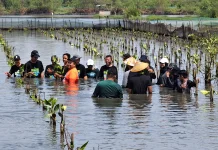 Hijaukan Kembali Pesisir Pekalongan, Ribuan Mangrove Ditanam di Mulyorejo