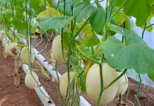 Melihat Potensi Budidaya Melon di dalam Greenhouse