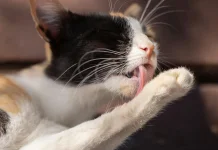 Mengapa Kucing Sering Menjilati Bulunya? Ini Alasannya