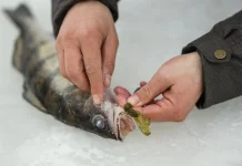 Demi Lingkungan, Negara-Negara Ini Batasi Konsumsi Ikan Liar