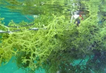 Kendal Bidik Rumput Laut sebagai Komoditas Unggulan Pesisir