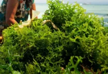 Kualitas Air hingga SDM Jadi Tantangan Budidaya Rumput Laut di Kendal