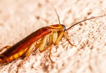 World Pest Day 6 Juni, Pengendalian Hama Jadi Sorotan Dunia