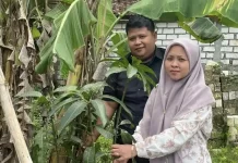 Mahar Unik, Pengantin di Rembang Gunakan Bibit Mangga