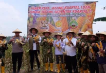 Panen Raya di Blora, BULOG Siap Tampung Jagung untuk Pangan dan Bioetanol