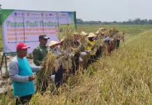 Panen Perdana Inpari 32 di Kendal, Kolaborasi Petani dan Unimus Berbuah Hasil