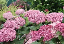 Keindahan Hydrangea Sarat Makna