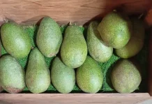 Alpukat sebagai Pilihan Buah Harian