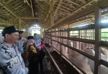 Stok Kambing Kurban Tercukupi, Harga Pasaran Kendal Rp3,5 Juta Setiap Ekornya