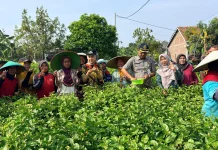 Puluhan Petani di Desa Gempolsewu Rowosari Mulai Andalkan Tanaman Melati