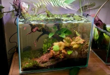 Manfaat Aquascape untuk Relaksasi Mental