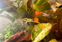 Ikan Hias Aquascape Paling Mudah Dirawat
