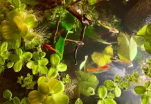 Rekomendasi Tanaman Aquascape Mudah Dirawat