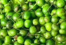 Manfaat Leunca untuk Kesehatan Wanita