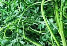Daun Kenikir, Lalapan Segar yang Bermanfaat untuk Kesehatan