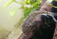 Chinese Algae Eater, Solusi Alami Basmi Alga Membandel di Akuarium