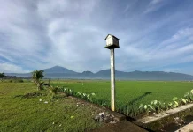 Rubuha, Solusi Pengendali Hama di Sawah