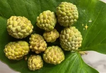 Tips Mengolah Srikaya agar Tidak Pahit