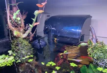 Memilih Filter Aquascape yang Tepat dan Efektif