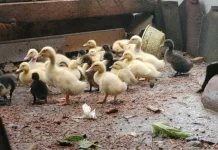 Manfaat Beternak Bebek bagi Ketahanan Pangan Keluarga