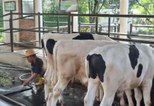 Peternakan Sapi Perah 30 Ribu Ekor Bakal Dibangun di Brebes