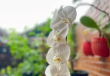 Ide Dekorasi Rumah dengan Anggrek Putih yang Elegan