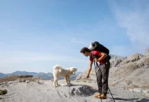 Shiro, Anjing Penjaga Gunung yang Setia Menemani Para Pendaki