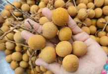 Mengenal Jenis-Jenis Kelengkeng Unggulan di Indonesia