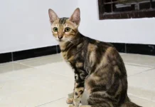 Mengenal Kucing Bengal dan Corak Uniknya