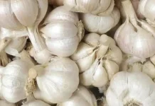 Teknik Mengolah Bawang Putih agar Tidak Pahit