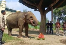 Hari Kartini di Beach Safari Batang, Gajah Kartini Potong Tumpeng Curi Perhatian