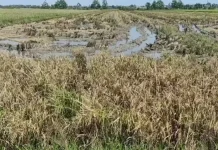 Sering Hujan, Hasil Panen Padi di Kendal Kurang Bagus