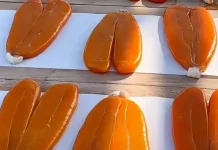 Karasumi Telur Ikan Belanak, Kaya Protein Nikmat Disantap