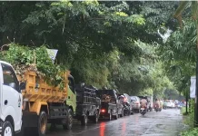 Halo RRI: Warga Keluhkan Pohon Rimbun Ganggu Penerangan Jalan