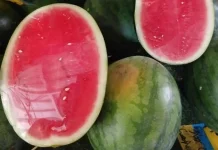 Tips Memilih Semangka yang Manis dan Segar
