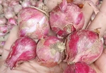 Tips Memilih Bawang Merah di Pasar agar Segar