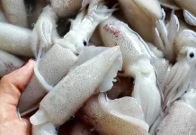 Tips Memilih Cumi Segar di Pasar