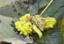 Keunikan Rasa Alakathak, Perpaduan Tradisi dan Cita Rasa