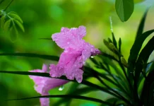 Mengenal Kencana Ungu, Tanaman Permainan Masa Kecil hingga Herbal Berkhasiat